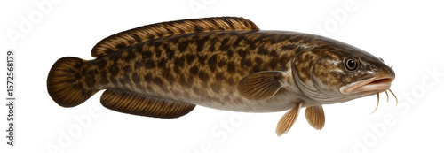 Burbot with elongated, eel-like body and marbled brown pattern