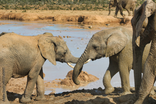 Two elephants fighting in a lake of mud
