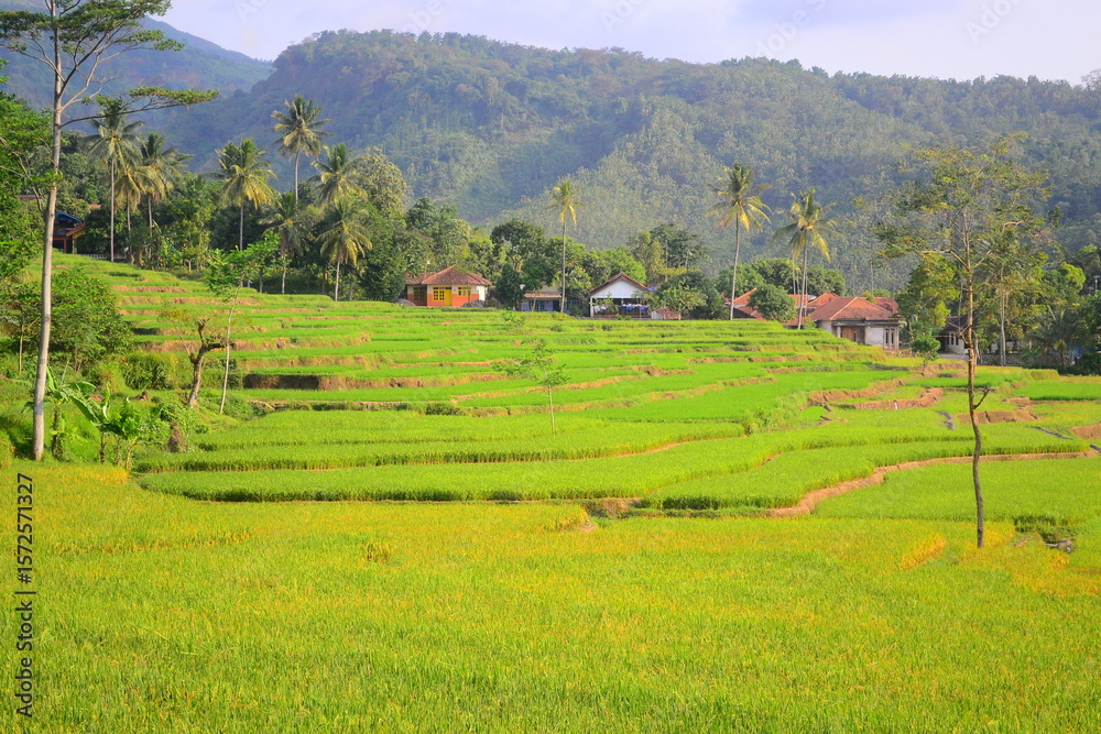 Fototapeta premium Serene Rice Terraces and Mountain Village Landscape