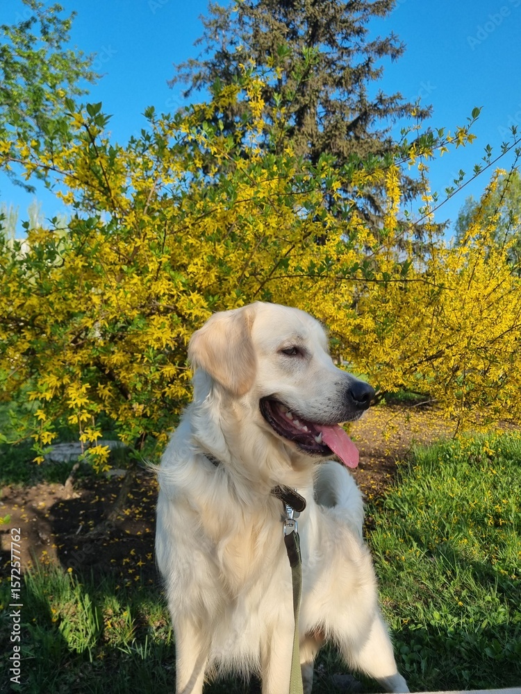 golden retriever puppy golden retriever puppy