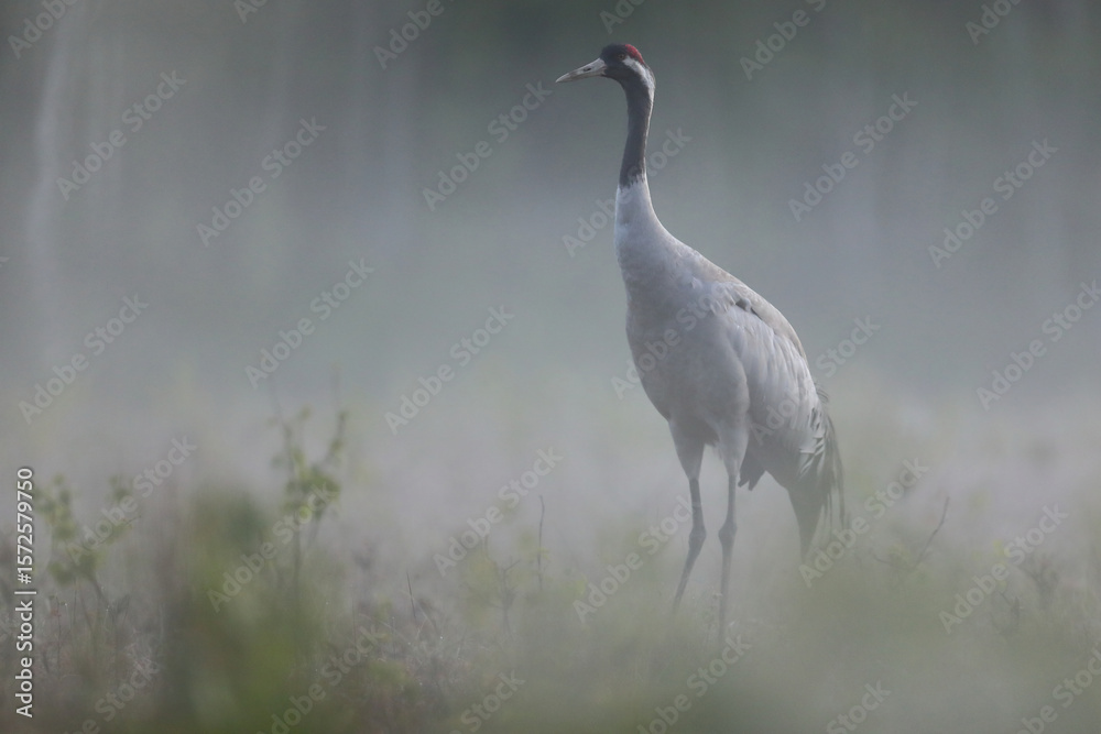 Fototapeta premium Żuraw (Grus grus), crane