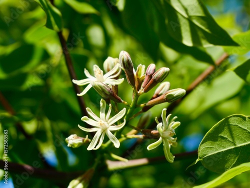 Flowering of the Kentucky coffeetree (Gymnocladus dioicus), also American coffee berry, Kentucky mahogany, nicker tree, and stump tree. Sweden