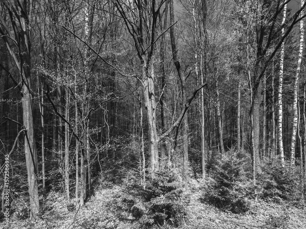 Fototapeta Diverse forest landscape showcasing tall trees and underbrush during early spring in monochrome tones