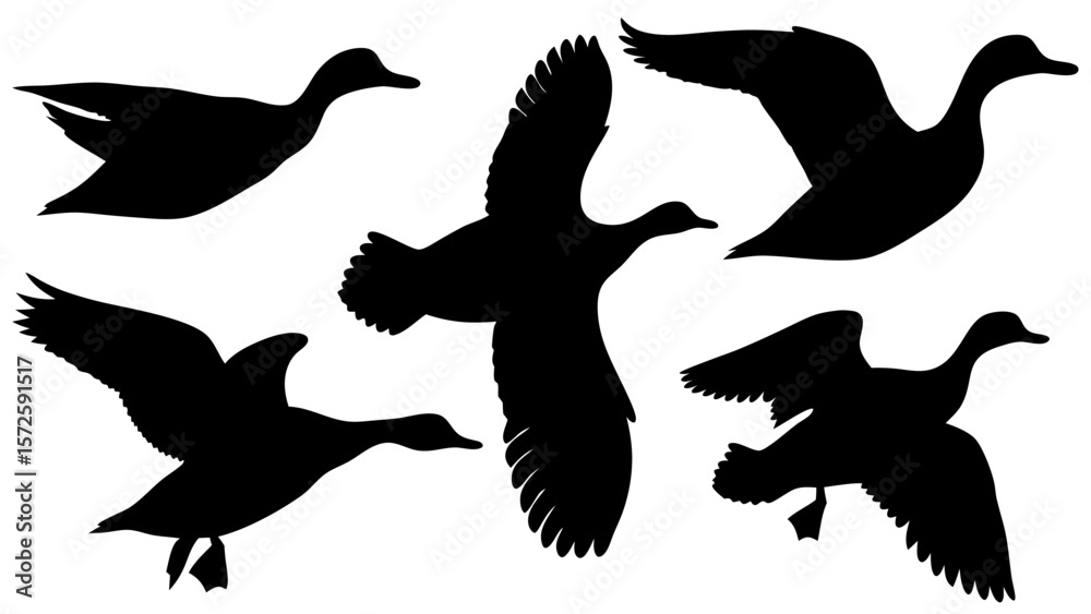 Obraz premium Set of duck silhouette vector illustrations. Includes ducks in various poses such as flying, swimming, and standing. Black shapes on transparent background. Ideal for nature and wildlife design.