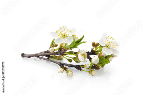 Сherry plum blossom, blooming branch with young leaves, buds and flowers isolated on white background