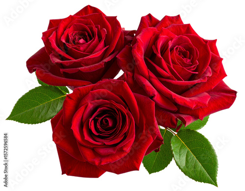  “Cluster of Three Dark Red Roses with Leaves, Side View, Transparent PNG”