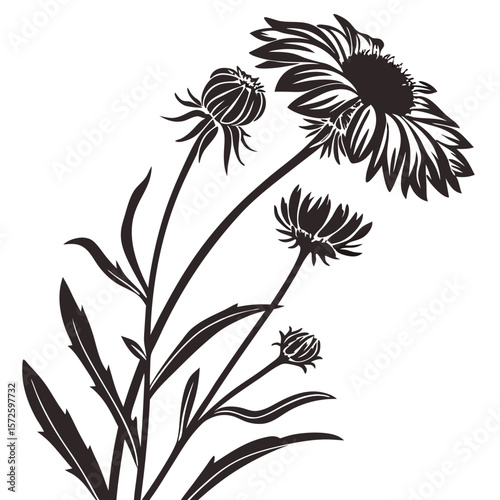 black and white gaillardia