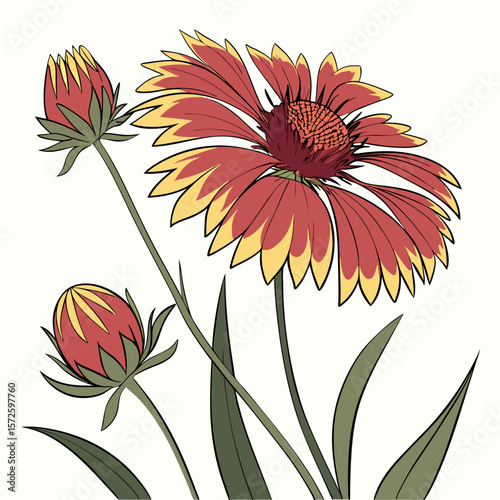 vector illustration of a gaillardia