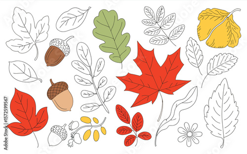 Autumn Leaves and Fruits – Flat Vector Illustration Featuring Colorful Seasonal Foliage and Harvest Elements for Fall Design, Nature Decor, and Thanksgiving Themes