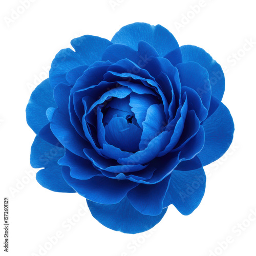 A magnificent, vibrant deep azure blue peony flower, fully bloomed with intricate, velvety petals, captured in a sharp close-up against a transparent, seamless studio background with professional