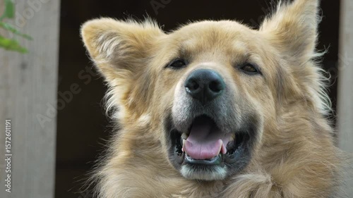 Dog Golden Retriever Portrait Outside Happy
