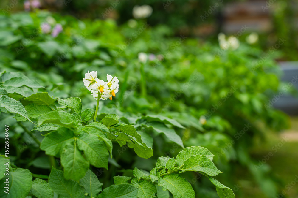 Obraz premium Flowering potatoes in the garden bed, close-up