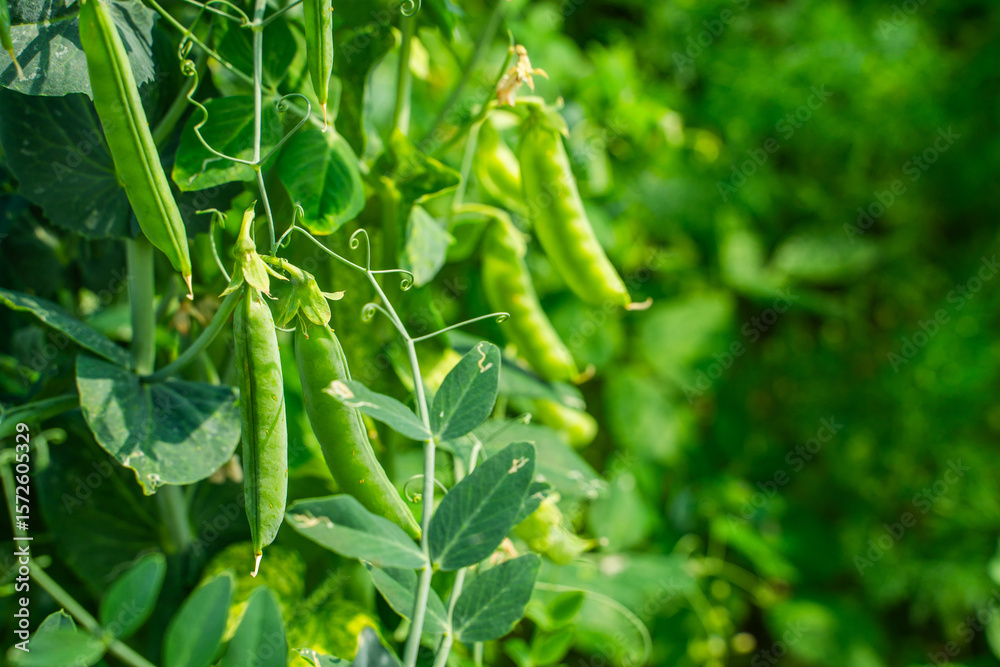 Fototapeta premium Green pea pods growing in the garden, close-up