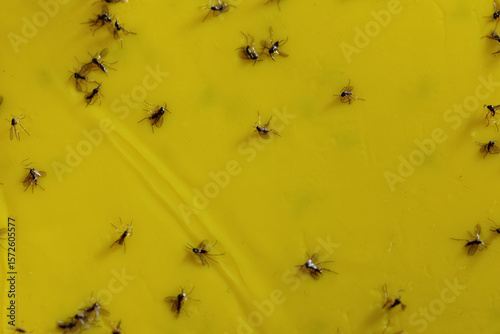 Macro photo: Numerous fungus gnats on yellow stickers - pest control without chemicals