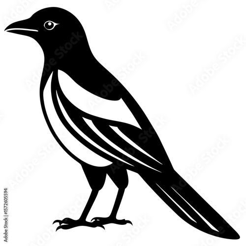 Stylized black and white illustration of a magpie bird standing on white background