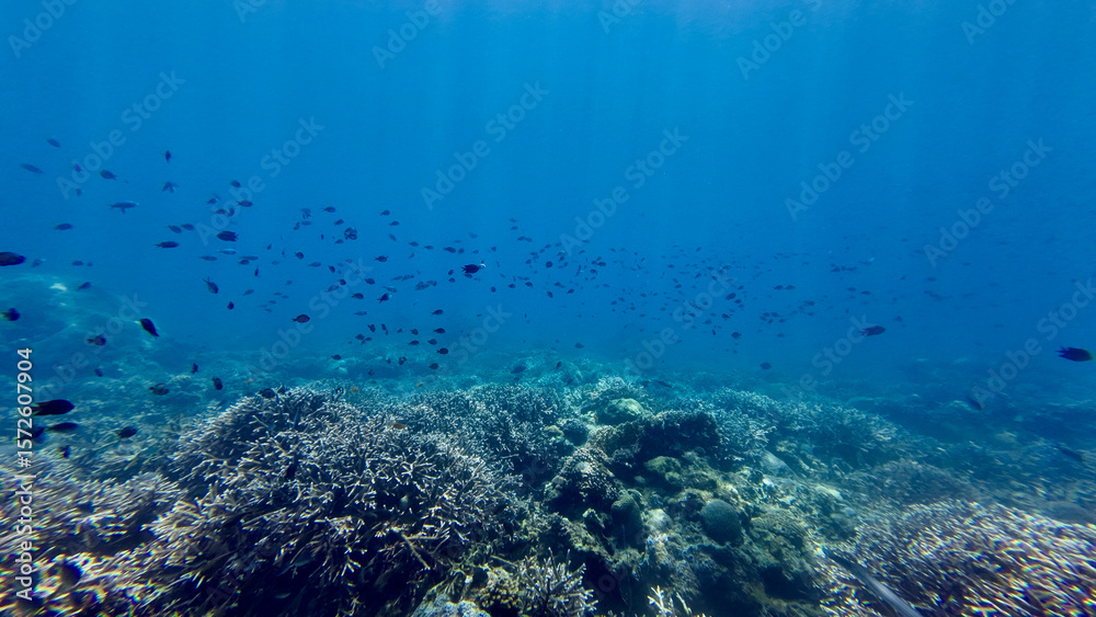 Obraz premium Background of the underwater world in the tropical sea. View of a coral reef under water illuminated by sun rays. Sun rays pass through the thickness of water on a coral reef.