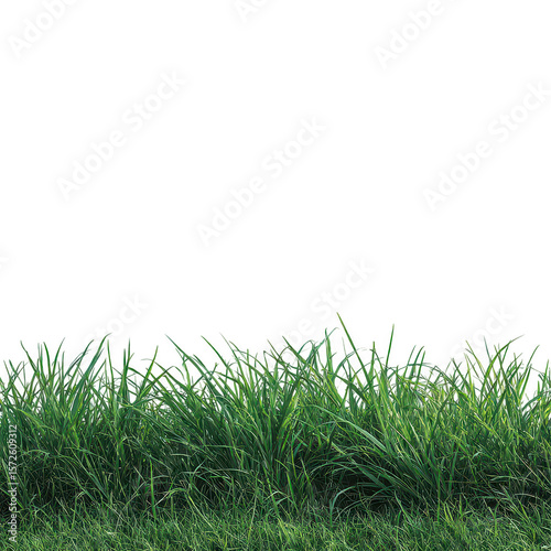 Lush green grass field edge (1)