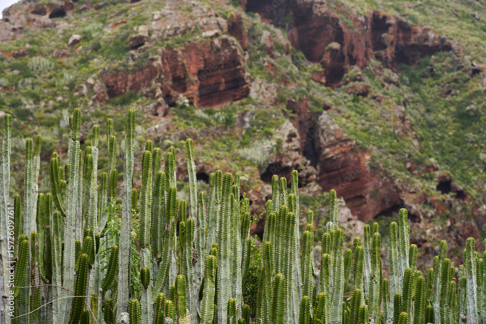 Obraz premium Volcanic slope with Euphorbia canariensis