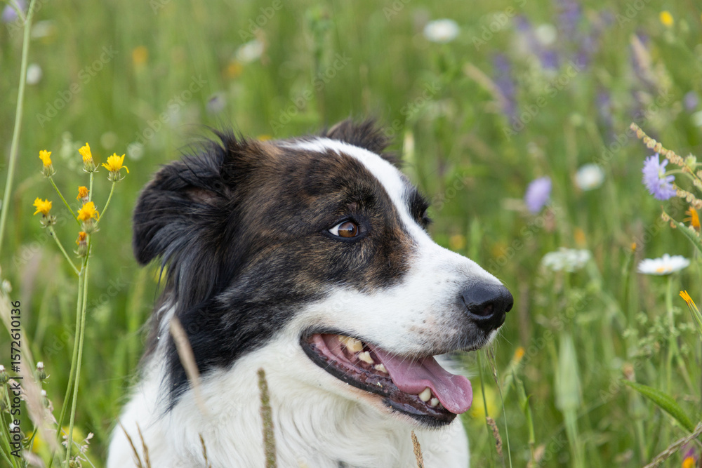 Fototapeta premium happy white dog playing in green grass