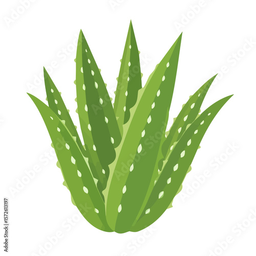 My Simple flat 2D illustration of an aloe vera plant isolated on a white background, vector 2D design, icon, flat 2d illustration art, Eps painting, Vector set