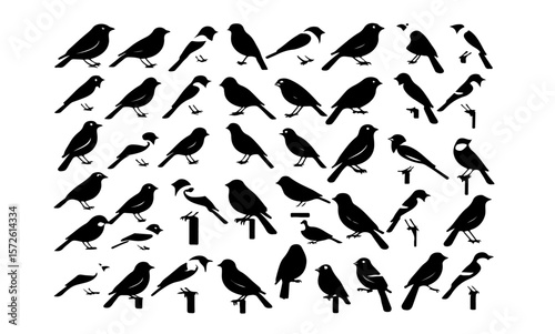 A collection of various bird silhouettes arranged on a white background
