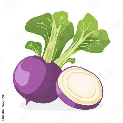 My Simple flat 2D illustration of a sliced kohlrabi isolated on a white background, vector 2D design, icon, flat 2d illustration art, Eps painting, Vector set