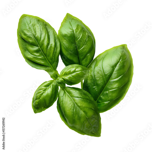 Fresh green basil leaves with water droplets isolated on transparent background