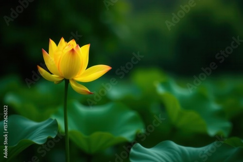 Bright yellow lotus flower stands out against dark cypress and lush foliage , flora, golden