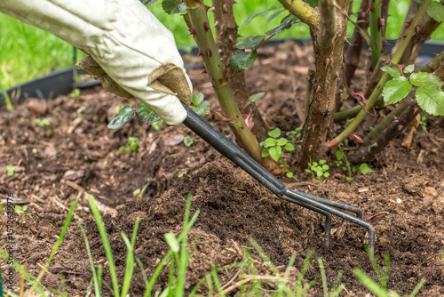 The process of loosening the soil around the base of a rose bush. A black garden tool, similar to a small rake or cultivator, is visible, which is used to cultivate the soil.
