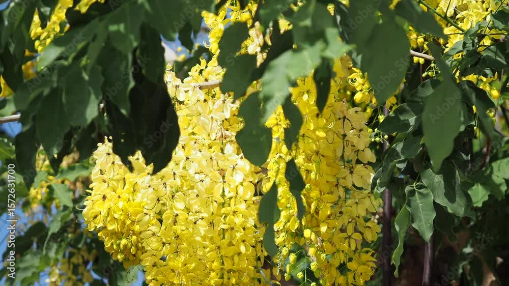 Small yellow petals of the golden shower tree hang in clusters, gently swaying in a tropical breeze under bright daylight.