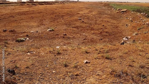 An entire pine forest was erased after years of war, leaving bare, lifeless land. The once-green woodland is now a silent, empty zone — a powerful image of environmental destruction.
