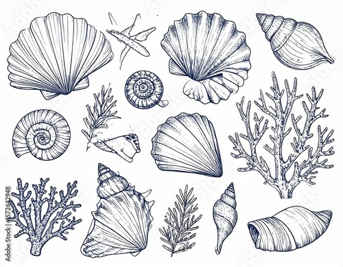 Collection Of Detailed Line Art Seashells And Seaweed On White Background