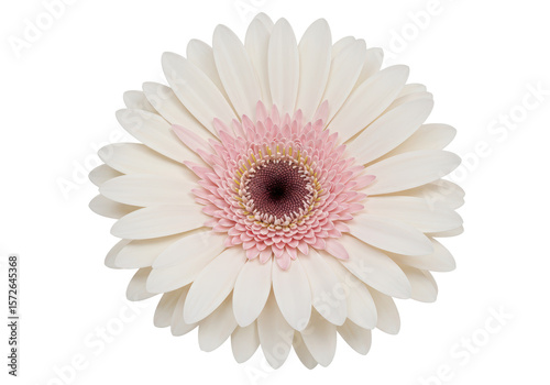 Isolated Cream White Gerbera Daisy Elegance