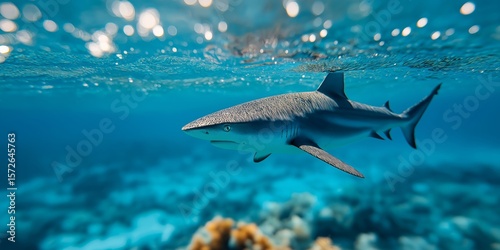 A reef shark swims in the blue ocean over a coral reef. Underwater marine life and wildlife concept for conservation or aquarium promotion