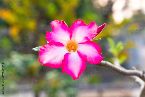 Pink white adenium flowers which were still bloom in morning blurred green leaves nature is background. Tolerates very dry conditions. Received nickname Desert Rose.