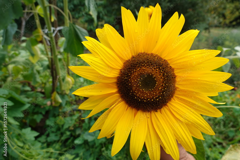 Fototapeta premium Sunflower blooming in lush green garden during summer