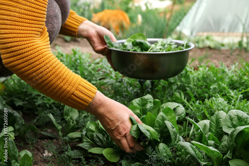 A hand gently tends to organic spinach in a vibrant green garden, showcasing the fresh harvest of this healthy vegetable from the soil. A true concept of sustainable farm agriculture