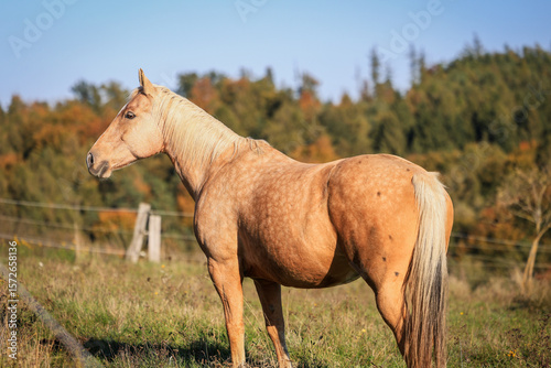Palomino horse on pasture at sunny day. Rural scenery with animal at ranch