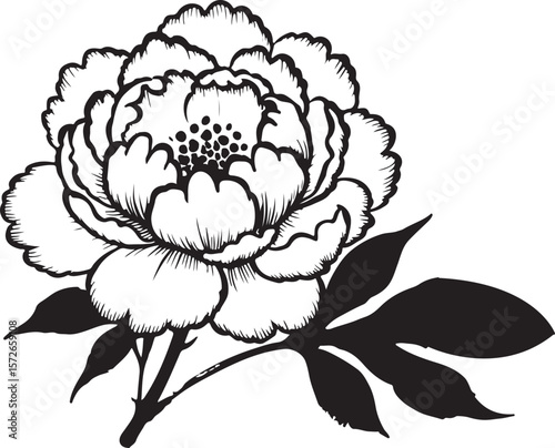 Detailed Peony Flower Silhouette with Leaves Vector Botanical Illustration