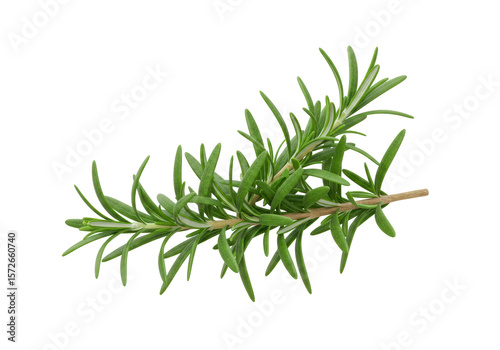 Isolated Fresh Rosemary Sprig