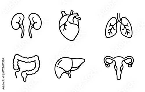 Human Internal Organs Line Icons Set