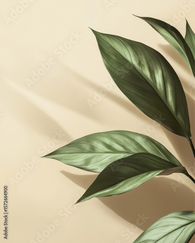 Leaves cast shadows against a soft background
