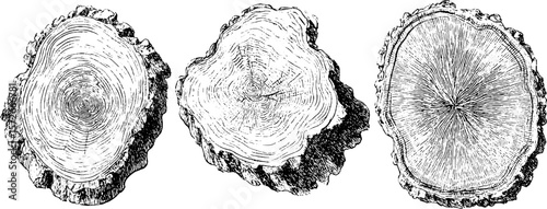 Detailed vintage engraving of ash tree rings for natural design and education