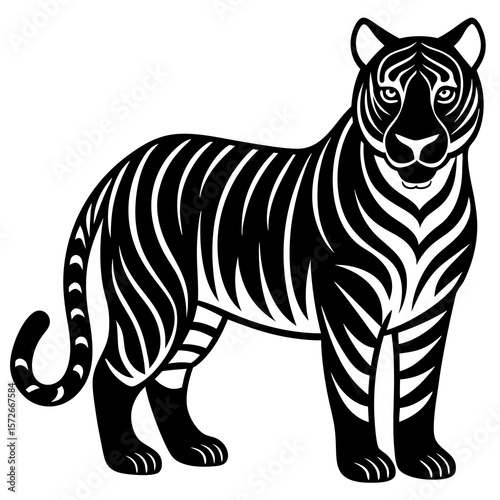 zebra isolated on white background