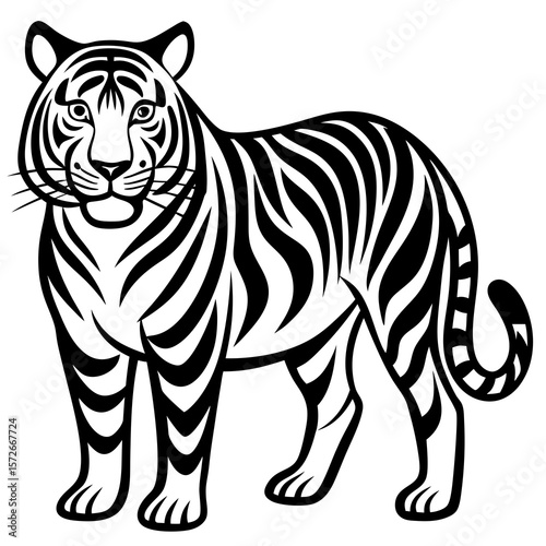 zebra vector illustration