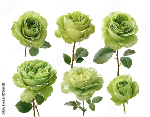 Fototapeta Naklejka Na Ścianę i Meble -  Floral arrangement of green roses setup aesthetic. Isolated on transparent background, png.