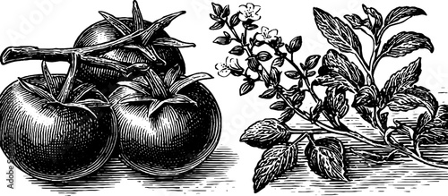 Vintage black and white engraving of tomatoes and herb plant illustration for design purposes