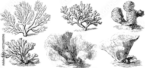Vintage coral illustrations set: hand drawn engravings for ocean-themed decor and design
