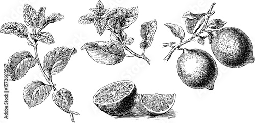 Vintage botanical engraving of citrus fruits and mint leaves for retro design