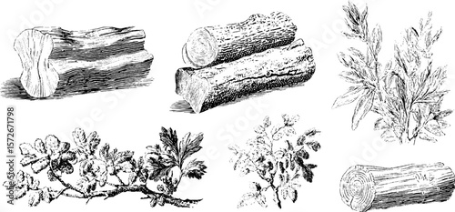 Black and white vintage engraving of wood and foliage - nature and botany art design